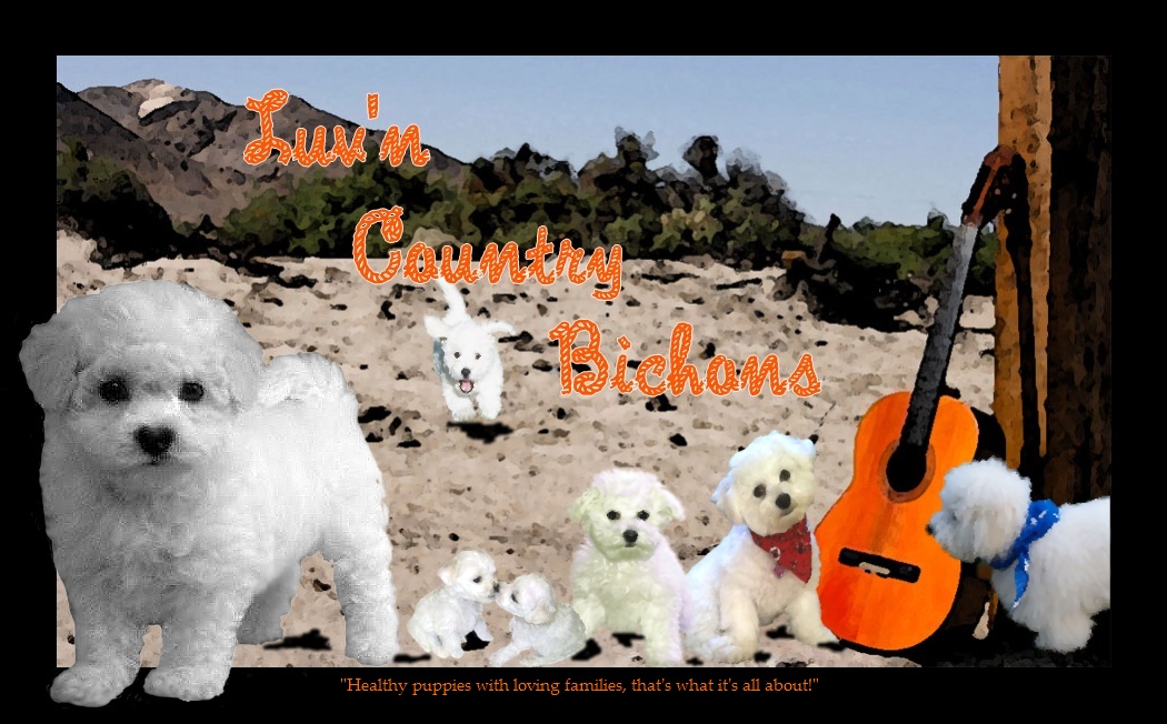 Bichon Frise Puppies in Oregon